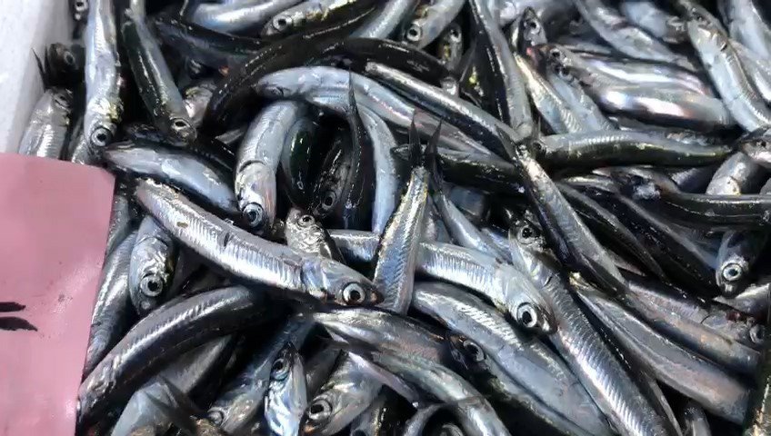 AV SEZONUNDA İLK KEZ YERLİ HAMSİ PAZAR İLÇESİNDE TEZGAHTAKİ YERİNİ ALDI. RİZE-ARTVİN HAVALİMANI CİVARLARINDA AVLANAN HAMSİ PAZAR İLÇESİNDE BALIKÇI TEZGAHLARINDA YERİNİ ALDI. SEZONUN İLK YERLİ HAMSİSİ 100 TL'DEN SATIŞA ÇIKTI