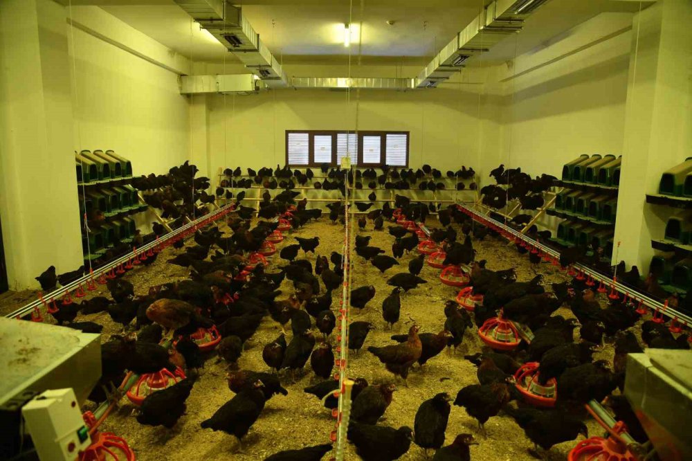 ORTAHİSAR BELEDİYE BAŞKANI AHMET METİN GENÇ, GEÇİT MAHALLESİ'NDE HAYATA GEÇİRİLEN "EN MUTLU KÖY" PROJESİNDE İNCELEMELERDE BULUNDU