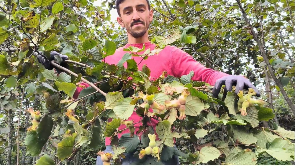 ORDU'DA, SAHİL KESİMLERİNE 12 AĞUSTOS TARİHİNDE BAŞLAYAN FINDIK HASAT SEZONU YÜKSEK KESİMLİ BÖLGELERDE DEVAM EDİYOR