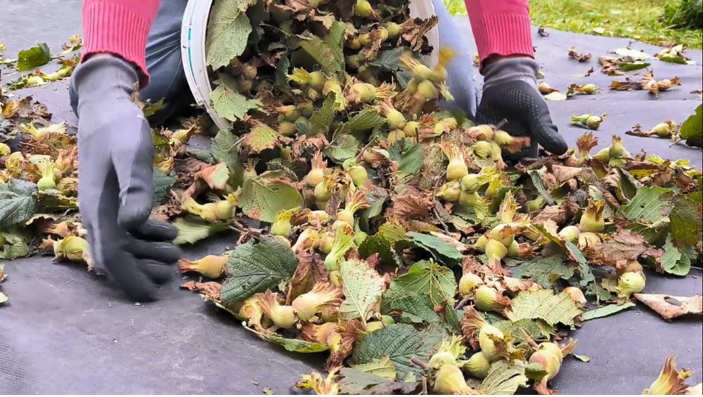 ORDU'DA, SAHİL KESİMLERİNE 12 AĞUSTOS TARİHİNDE BAŞLAYAN FINDIK HASAT SEZONU YÜKSEK KESİMLİ BÖLGELERDE DEVAM EDİYOR