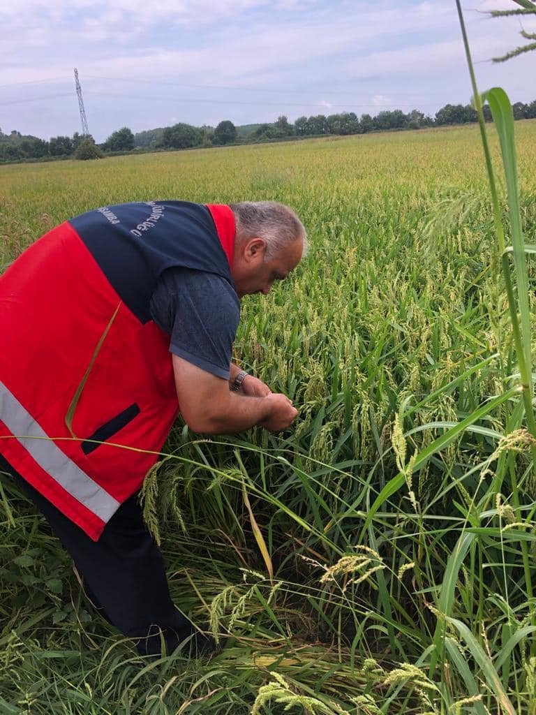 SAMSUN'UN ÇARŞAMBA OVASI'NDA KAHVERENGİ KOKARCA BÖCEĞİ POPÜLASYONUNDA FINDIK BAŞTA OLMAK ÜZERE MISIR, BİBER, PATLICAN VE İNCİR GİBİ BİRÇOK KÜLTÜR BİTKİSİNDE ARTIŞ GÖRÜLDÜĞÜ BELİRLENDİ