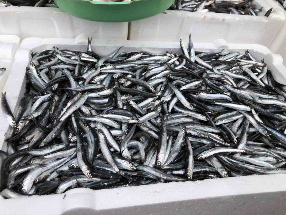 RİZE'NİN PAZAR İLÇESİNDE BALIKÇILIK YAPAN ESNAF, HALK GÜNÜ YAPARAK HAMSİNİN KİLOGRAMINI 35 TL'YE SATIŞA SUNDU