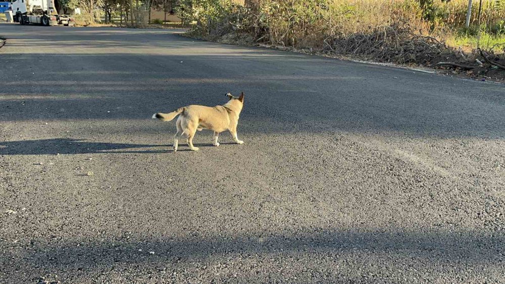 SAKARYA'NIN AKYAZI İLÇESİNDE OKULA GİDERKEN KÖPEĞİN SALDIRISINA UĞRAYAN 11 YAŞINDAKİ KIZ ÇOCUĞU, DİZİNDEN VE KOLUNDAN YARALANDI