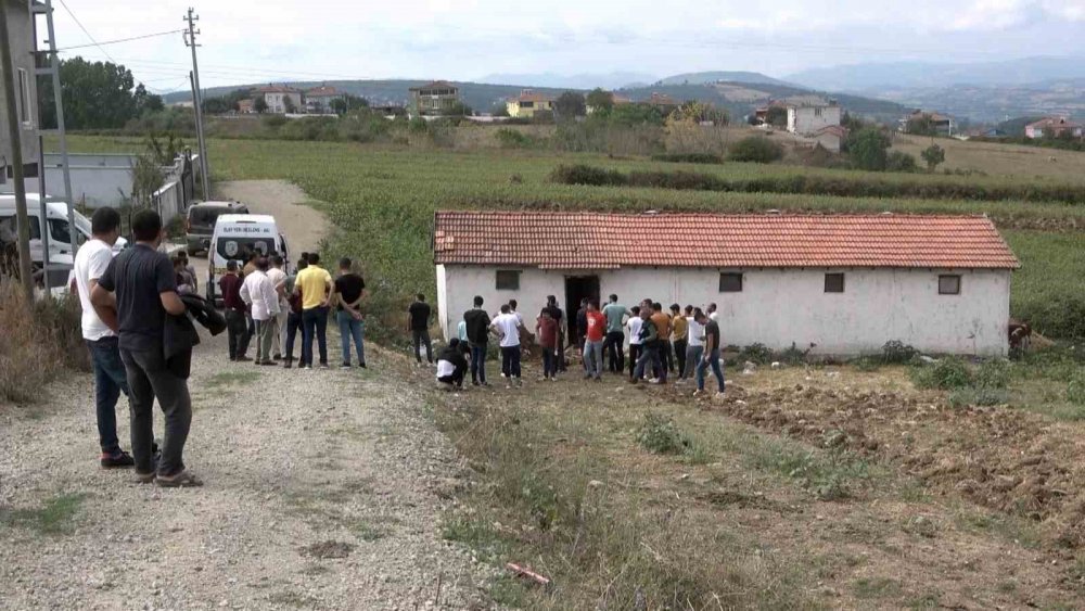 SAMSUN'UN BAFRA İLÇESİNDE HENÜZ BİLİNMEYEN BİR ŞEKİLDE AHIRDA BULUNAN 15 BUZAĞIDAN 11'İ TELEF OLDU, 4'Ü YARALANDI