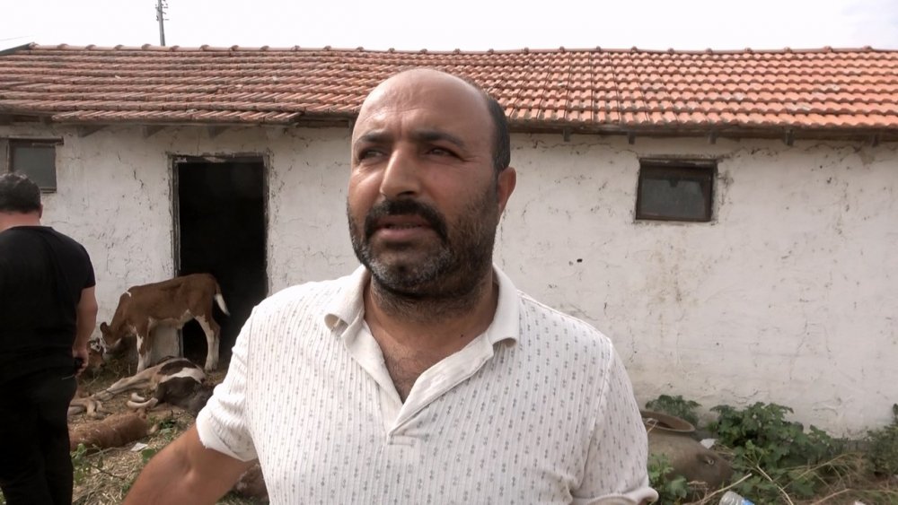 SAMSUN'UN BAFRA İLÇESİNDE HENÜZ BİLİNMEYEN BİR ŞEKİLDE AHIRDA BULUNAN 15 BUZAĞIDAN 11'İ TELEF OLDU, 4'Ü YARALANDI