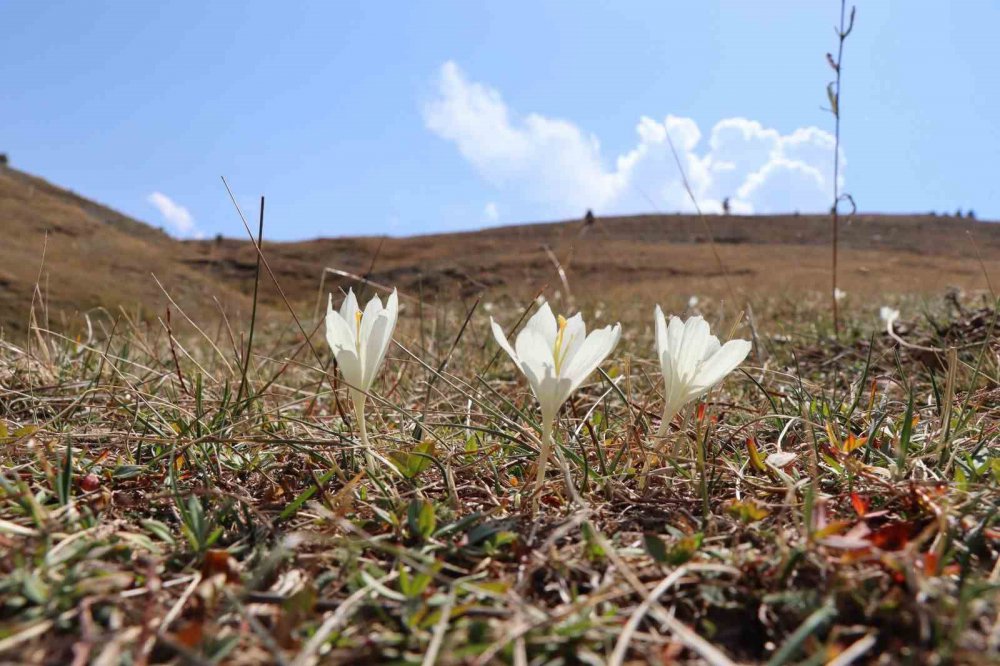ERZURUM'UN OLTU İLÇESİNDE YAKLAŞIK 2 BİN 500 RAKIMLI KIRDAĞI'NDA VARGİT ÇİÇEKLERİ AÇTI