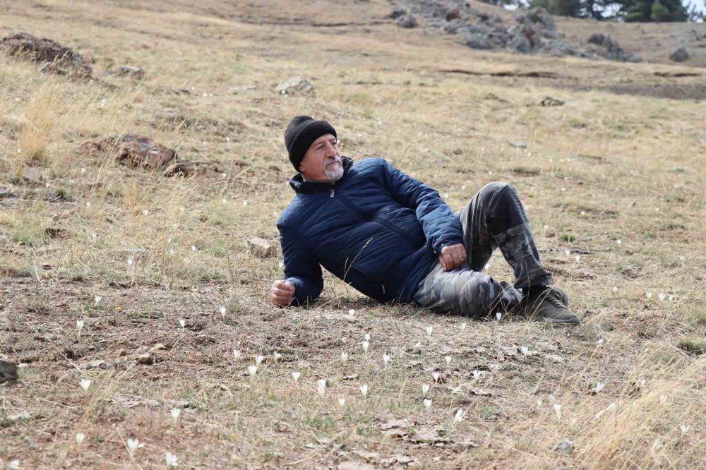 ERZURUM'UN OLTU İLÇESİNDE YAKLAŞIK 2 BİN 500 RAKIMLI KIRDAĞI'NDA VARGİT ÇİÇEKLERİ AÇTI