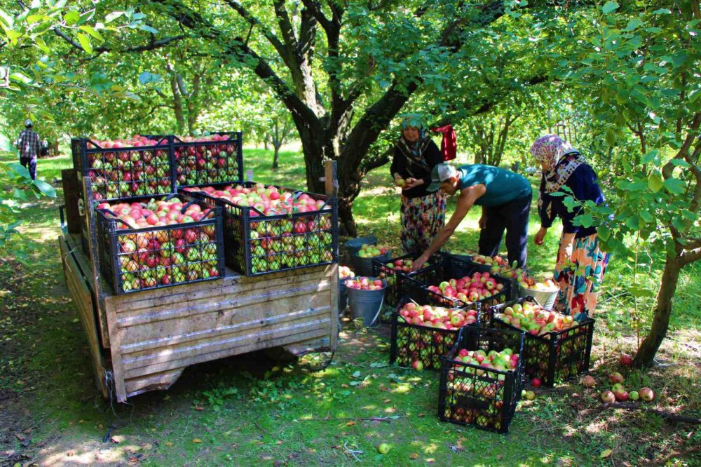 AMASYA’NIN 2 BİN YILLIK SEMBOLÜ MİSKET ELMASININ HASADI BAŞLADI