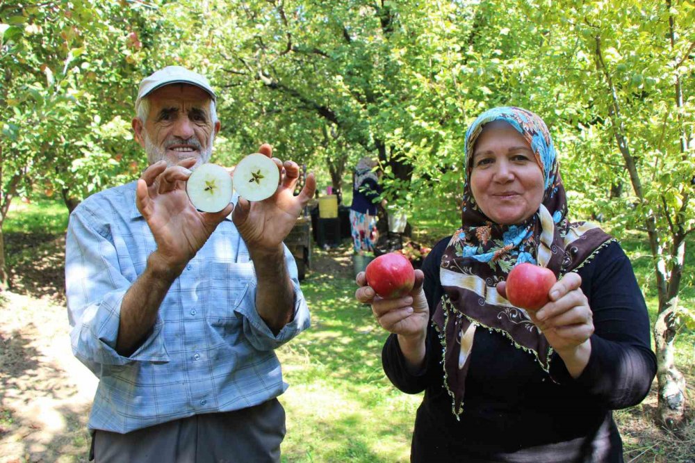AMASYA’NIN 2 BİN YILLIK SEMBOLÜ MİSKET ELMASININ HASADI BAŞLADI