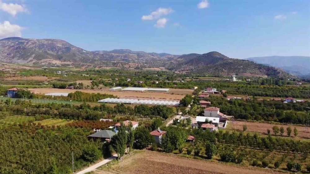 AMASYA’NIN 2 BİN YILLIK SEMBOLÜ MİSKET ELMASININ HASADI BAŞLADI
