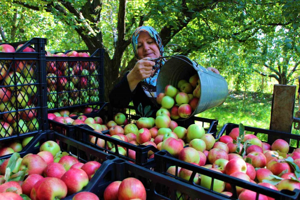 AMASYA’NIN 2 BİN YILLIK SEMBOLÜ MİSKET ELMASININ HASADI BAŞLADI