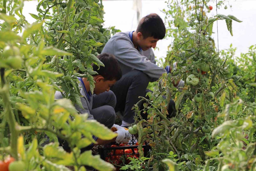 BAYBURT MESLEKİ VE TEKNİK ANADOLU LİSESİ TARAFINDAN "HEM EĞİTİM HEM ÜRETİM" SLOGANIYLA KURULAN VE SEBZE YETİŞTİRİLEN SERADA İLK HASAT ŞENLİĞİ YAPILDI