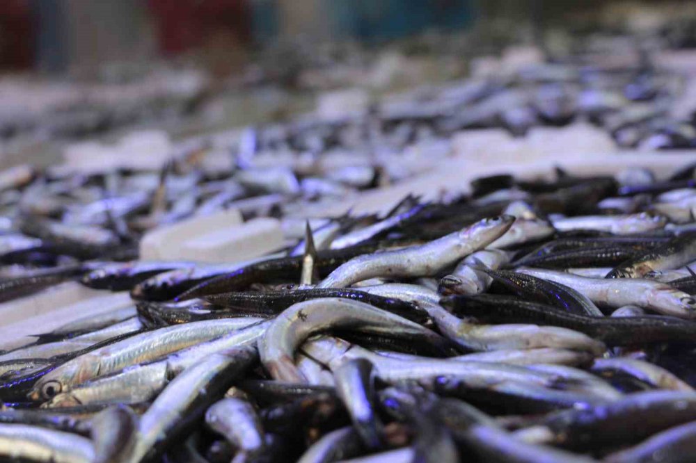 DENİZLERDE HAMSİ BOLLUĞU YAŞANIRKEN BALIKÇILAR, DENİZ SICAKLIĞININ DÜŞMESİYLE FARKLI BALIK TÜRLERİNİN DE TEZGAHLARDA YER ALMASINI BEKLİYOR