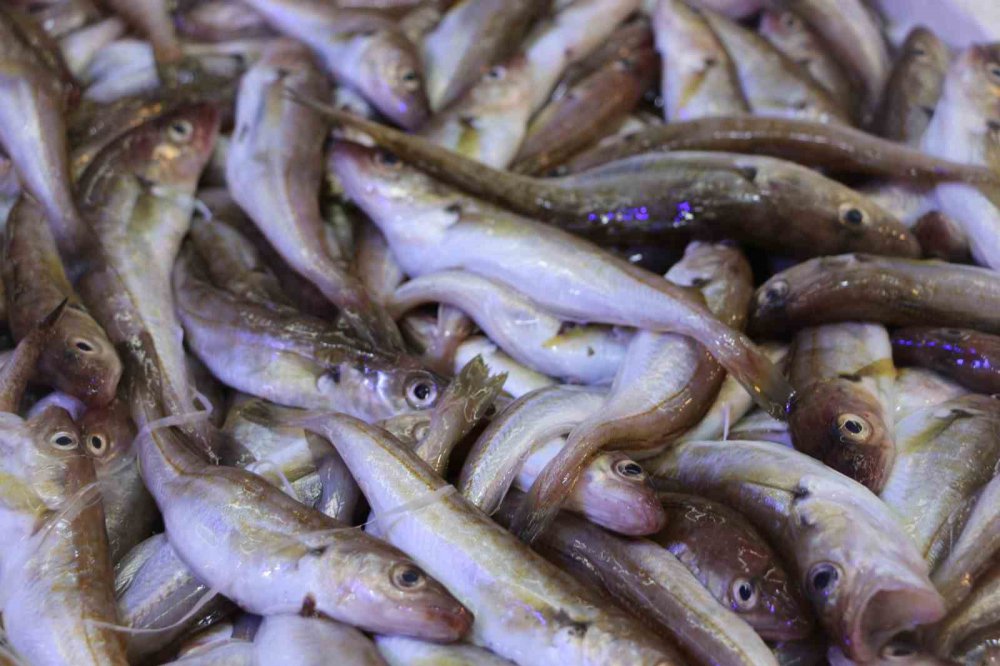 DENİZLERDE HAMSİ BOLLUĞU YAŞANIRKEN BALIKÇILAR, DENİZ SICAKLIĞININ DÜŞMESİYLE FARKLI BALIK TÜRLERİNİN DE TEZGAHLARDA YER ALMASINI BEKLİYOR