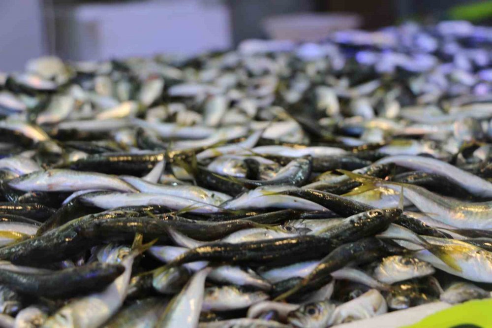 DENİZLERDE HAMSİ BOLLUĞU YAŞANIRKEN BALIKÇILAR, DENİZ SICAKLIĞININ DÜŞMESİYLE FARKLI BALIK TÜRLERİNİN DE TEZGAHLARDA YER ALMASINI BEKLİYOR