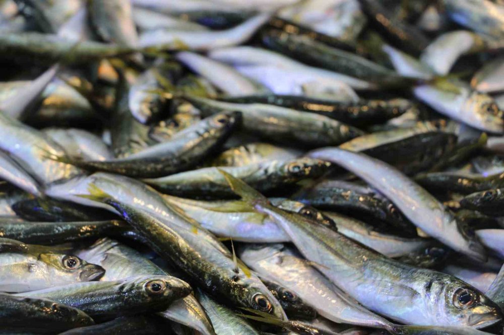 DENİZLERDE HAMSİ BOLLUĞU YAŞANIRKEN BALIKÇILAR, DENİZ SICAKLIĞININ DÜŞMESİYLE FARKLI BALIK TÜRLERİNİN DE TEZGAHLARDA YER ALMASINI BEKLİYOR