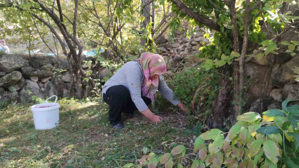 ERZURUM'UN UZUNDERE İLÇESİNE BAĞLI ERİKLİ MAHALLESİ'NDE, BU GÜNLERDE ŞİFA DOLU KIZILCIK AĞAÇLARININ BEREKETLİ HASADI YAPILIYOR. KIZILCIK DOĞAL OLARAK YETİŞİYOR VE HASAT ZAMANI MAHALLE SAKİNLERİNİ DE BİR ARAYA GETİRİYOR