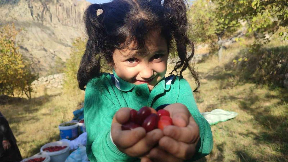 ERZURUM'UN UZUNDERE İLÇESİNE BAĞLI ERİKLİ MAHALLESİ'NDE, BU GÜNLERDE ŞİFA DOLU KIZILCIK AĞAÇLARININ BEREKETLİ HASADI YAPILIYOR. KIZILCIK DOĞAL OLARAK YETİŞİYOR VE HASAT ZAMANI MAHALLE SAKİNLERİNİ DE BİR ARAYA GETİRİYOR