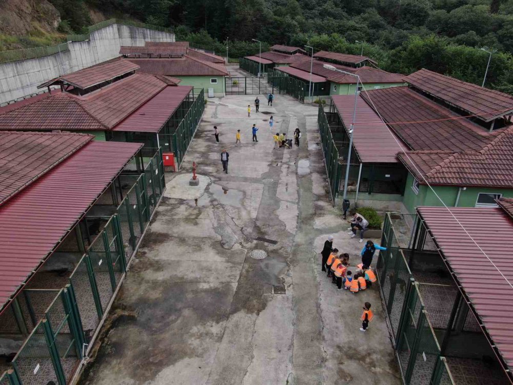 TRABZON'DA KURULAN SOKAK HAYVANLARI GEÇİCİ BAKIMEVİ VE REHABİLİTASYON MERKEZİ'NDE 4 EKİM DÜNYA HAYVANLARI KORUMA GÜNÜ'NDE DÜZENLENEN ETKİNLİKTE İLKOKUL ÖĞRENCİLERİ SOKAK HAYVANLARI İLE VAKİT GEÇİRDİ