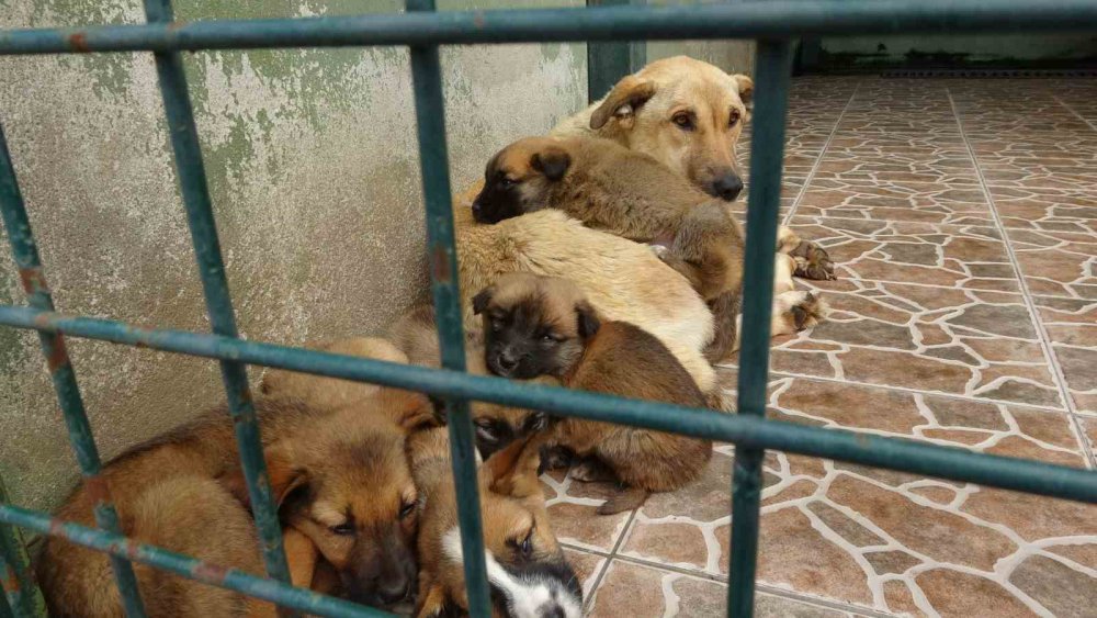 TRABZON'DA KURULAN SOKAK HAYVANLARI GEÇİCİ BAKIMEVİ VE REHABİLİTASYON MERKEZİ'NDE 4 EKİM DÜNYA HAYVANLARI KORUMA GÜNÜ'NDE DÜZENLENEN ETKİNLİKTE İLKOKUL ÖĞRENCİLERİ SOKAK HAYVANLARI İLE VAKİT GEÇİRDİ