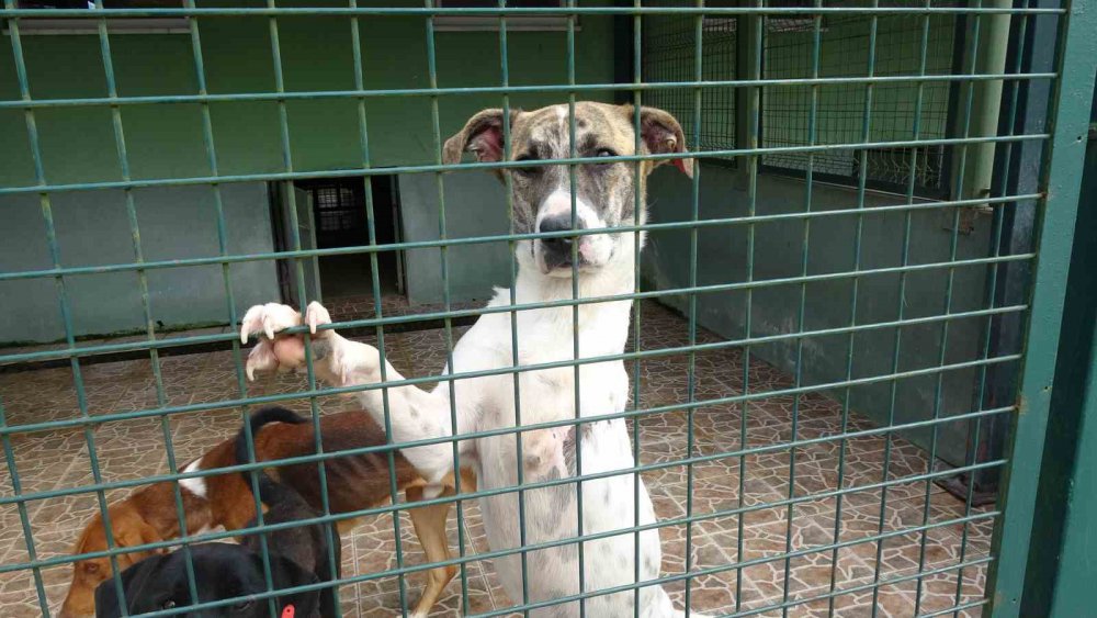 TRABZON'DA KURULAN SOKAK HAYVANLARI GEÇİCİ BAKIMEVİ VE REHABİLİTASYON MERKEZİ'NDE 4 EKİM DÜNYA HAYVANLARI KORUMA GÜNÜ'NDE DÜZENLENEN ETKİNLİKTE İLKOKUL ÖĞRENCİLERİ SOKAK HAYVANLARI İLE VAKİT GEÇİRDİ