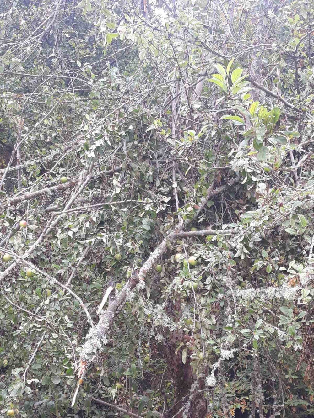 KASTAMONU'DA ORMAN KESİM İŞÇİLERİNİN KESİM YAPTIĞI ESNADA YANLARINA KADAR GELEN AYI, KORKU DOLU ANLAR YAŞATTI