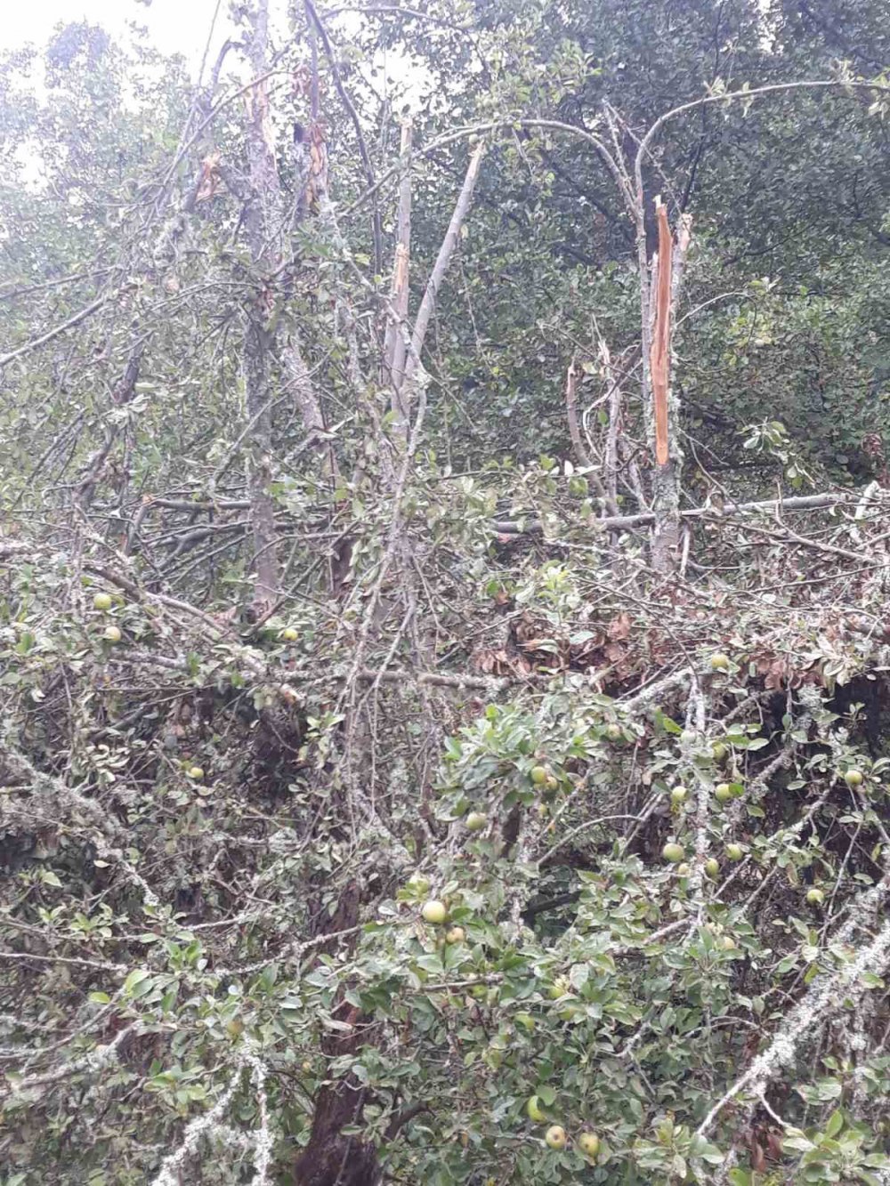 KASTAMONU'DA ORMAN KESİM İŞÇİLERİNİN KESİM YAPTIĞI ESNADA YANLARINA KADAR GELEN AYI, KORKU DOLU ANLAR YAŞATTI