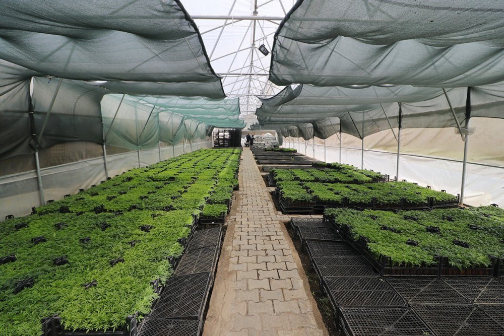 AKÇAABAT BELEDİYESİ, "ÜRETEN AKÇAABAT" VİZYONU ŞEHİRDE İSTİHDAMI ARTTIRAN, HEM İLÇENİN HEM DE ÜLKENİN EKONOMİSİNE KATKIDA BULUNAN PROJELER HAZIRLIYOR VE BU PROJELER, TEK TEK HAYATA GEÇİRİYOR