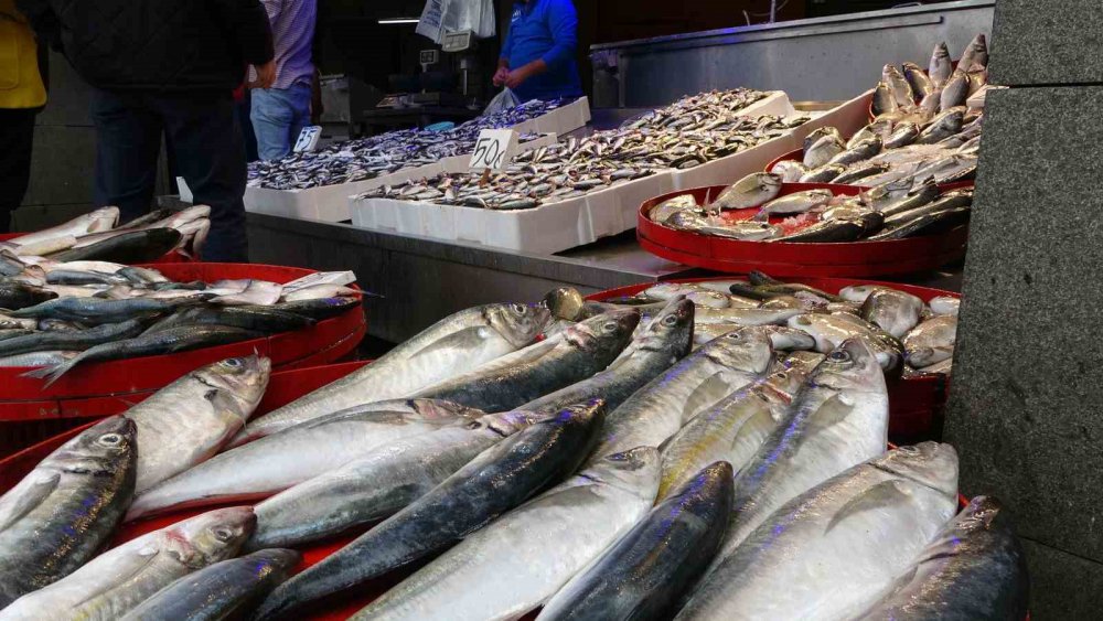KARADENİZ'DE SON YILLARIN EN BOL BALIK ÇEŞİTLİLİĞİ YAŞANIRKEN SEZON BAŞINDAN BERİ ÖZELLİKLE BÜYÜK BALIKÇI TEKNELERİNİN AĞLARINA PEK TAKILMAYAN PALAMUT, BU KEZ KIYI BALIKÇILARIN OLTASINA TAKILARAK TEZGÂHTAKİ YERİNİ ALDI