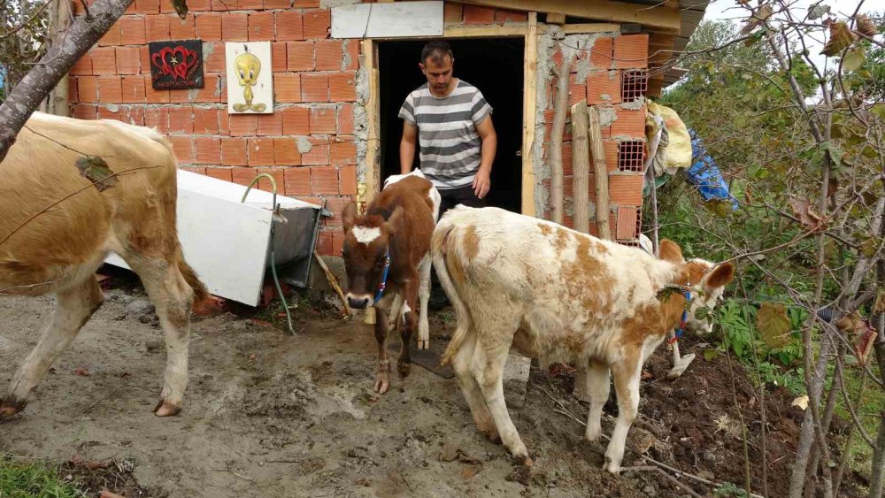 ORDU'DA TARIM VE HAYVANCILIK İLE UĞRAŞAN UYGAR YILMAZ, BESLEDİĞİ DANALARA, TAVIRLARINA GÖRE İSRAİL, FRANSA, YUNANİSTAN VE ABD DEVLET ADAMLARININ ADINI VERDİ