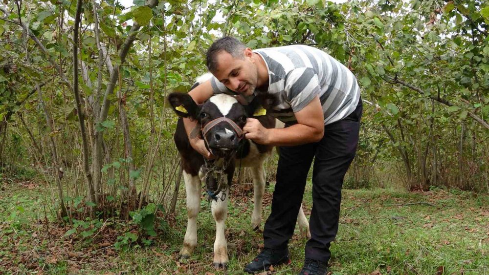 ORDU'DA TARIM VE HAYVANCILIK İLE UĞRAŞAN UYGAR YILMAZ, BESLEDİĞİ DANALARA, TAVIRLARINA GÖRE İSRAİL, FRANSA, YUNANİSTAN VE ABD DEVLET ADAMLARININ ADINI VERDİ