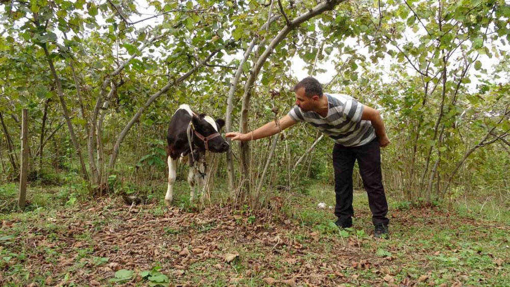 ORDU'DA TARIM VE HAYVANCILIK İLE UĞRAŞAN UYGAR YILMAZ, BESLEDİĞİ DANALARA, TAVIRLARINA GÖRE İSRAİL, FRANSA, YUNANİSTAN VE ABD DEVLET ADAMLARININ ADINI VERDİ