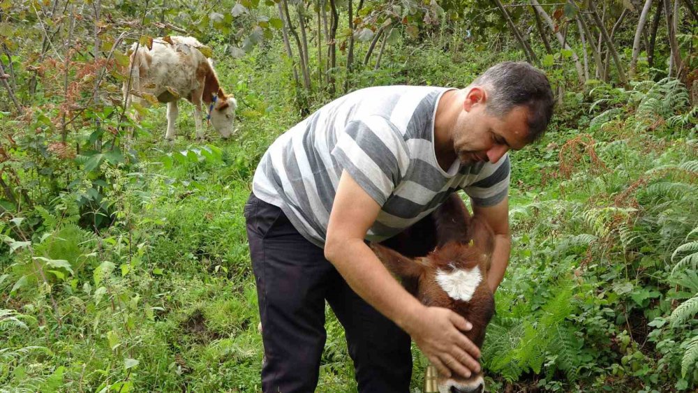 ORDU'DA TARIM VE HAYVANCILIK İLE UĞRAŞAN UYGAR YILMAZ, BESLEDİĞİ DANALARA, TAVIRLARINA GÖRE İSRAİL, FRANSA, YUNANİSTAN VE ABD DEVLET ADAMLARININ ADINI VERDİ