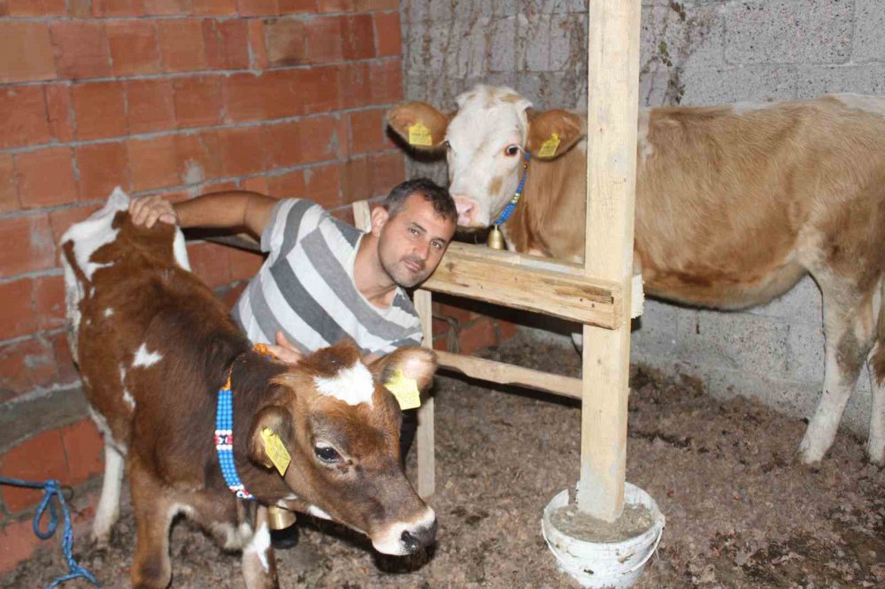 ORDU'DA TARIM VE HAYVANCILIK İLE UĞRAŞAN UYGAR YILMAZ, BESLEDİĞİ DANALARA, TAVIRLARINA GÖRE İSRAİL, FRANSA, YUNANİSTAN VE ABD DEVLET ADAMLARININ ADINI VERDİ