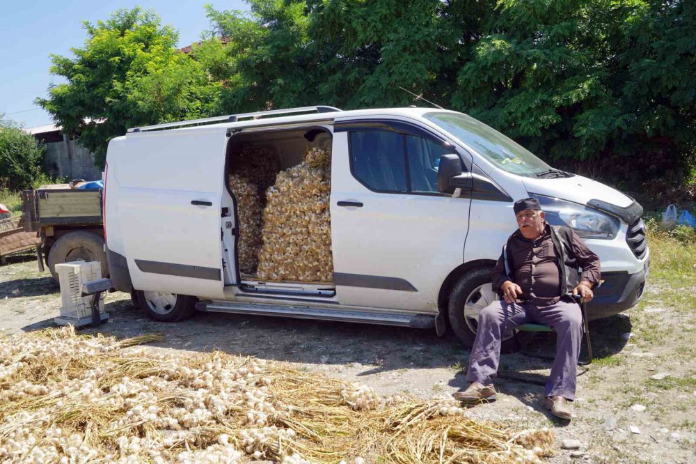 AVRUPA BİRLİĞİ  COĞRAFİ İŞARET TESCİLLİ TAŞKÖPRÜ SARIMSAĞINDA DOLU VE ŞİDDETLİ YAĞIŞLAR SEBEBİYLE BU YIL VERİM KAYBI YAŞANDI