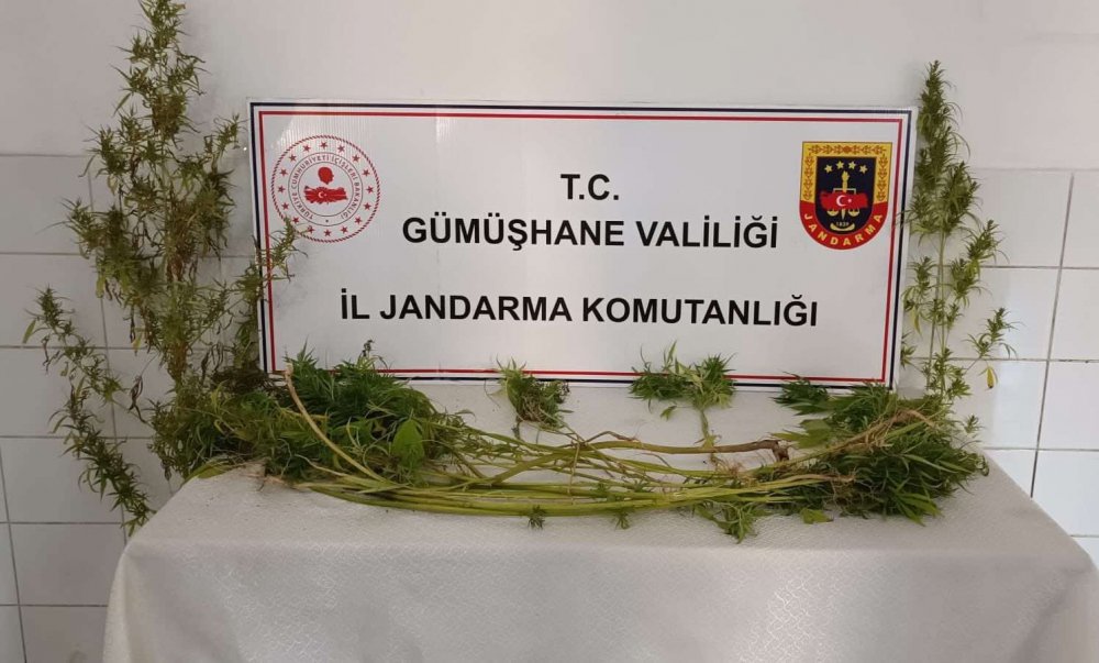 GÜMÜŞHANE İL JANDARMA KOMUTANLIĞINA BAĞLI EKİPLER KELKİT VE ŞİRAN İLÇESİNDE KAÇAK KAZI VE KENEVİR OPERASYONU GERÇEKLEŞTİRDİ. 2 KİŞİ HAKKINDA TAHKİKAT BAŞLATILDI