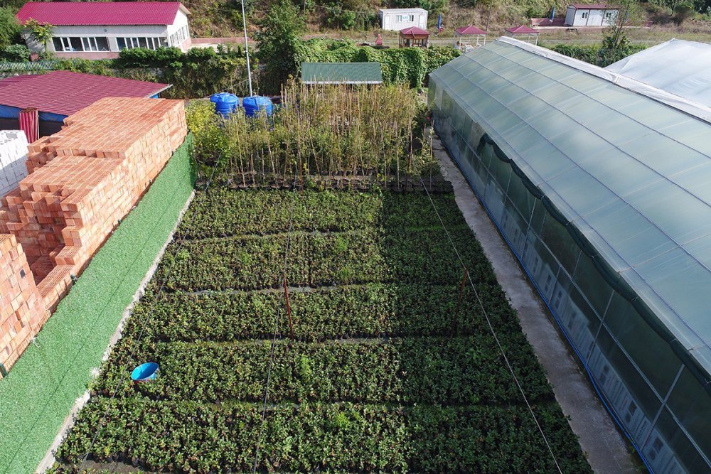 TRABZON'DA AKÇAABAT BELEDİYESİ BÜNYESİNDEKİ SERALARDA YETİŞTİRİLEN 15 BİN 750 ADET ARONYA MEYVE FİDANI ÇİFTÇİLERE DAĞITILDI