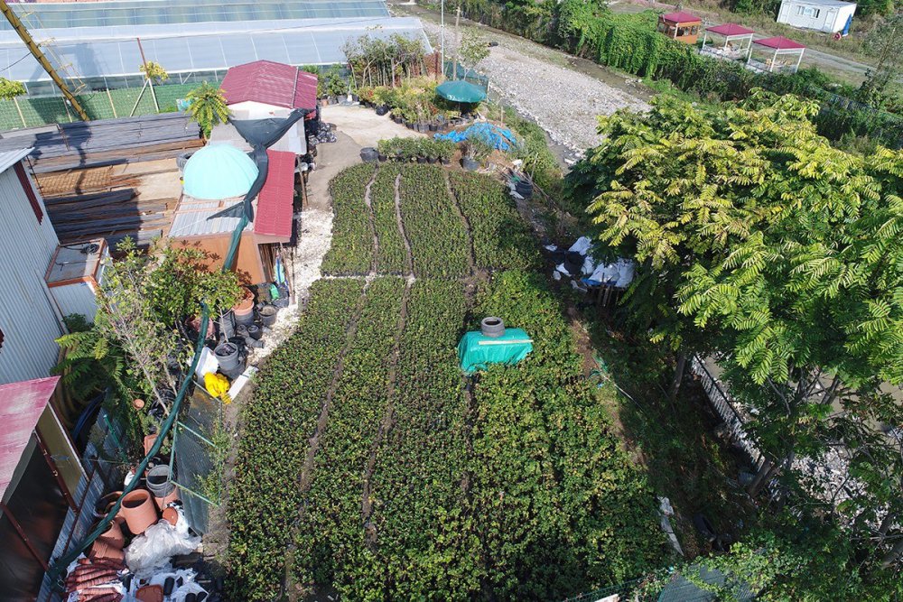 TRABZON'DA AKÇAABAT BELEDİYESİ BÜNYESİNDEKİ SERALARDA YETİŞTİRİLEN 15 BİN 750 ADET ARONYA MEYVE FİDANI ÇİFTÇİLERE DAĞITILDI