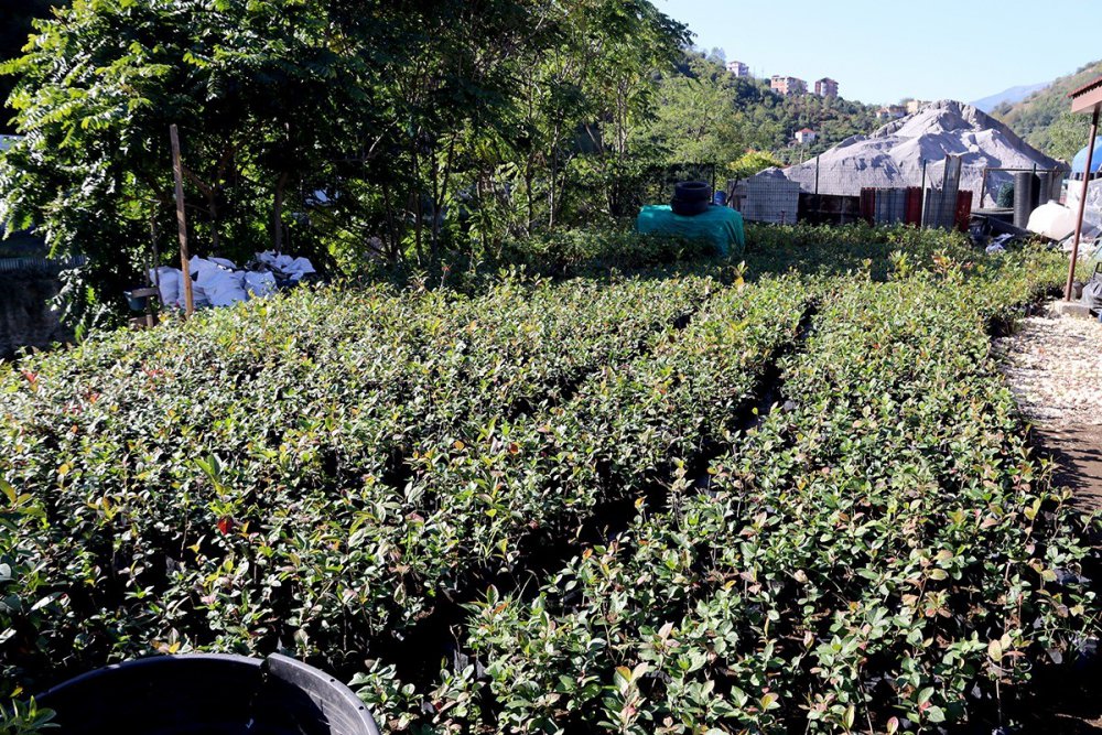TRABZON'DA AKÇAABAT BELEDİYESİ BÜNYESİNDEKİ SERALARDA YETİŞTİRİLEN 15 BİN 750 ADET ARONYA MEYVE FİDANI ÇİFTÇİLERE DAĞITILDI