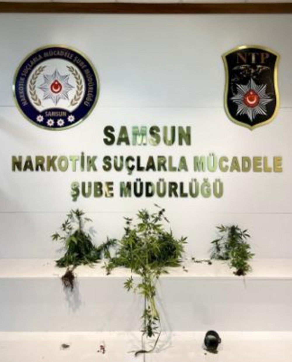 SAMSUN'DA POLİSİ İL GENELİNDE DÜZENLENDİĞİ UYUŞTURUCU UYGULAMASINDA 19 KİŞİ YAKALANDI