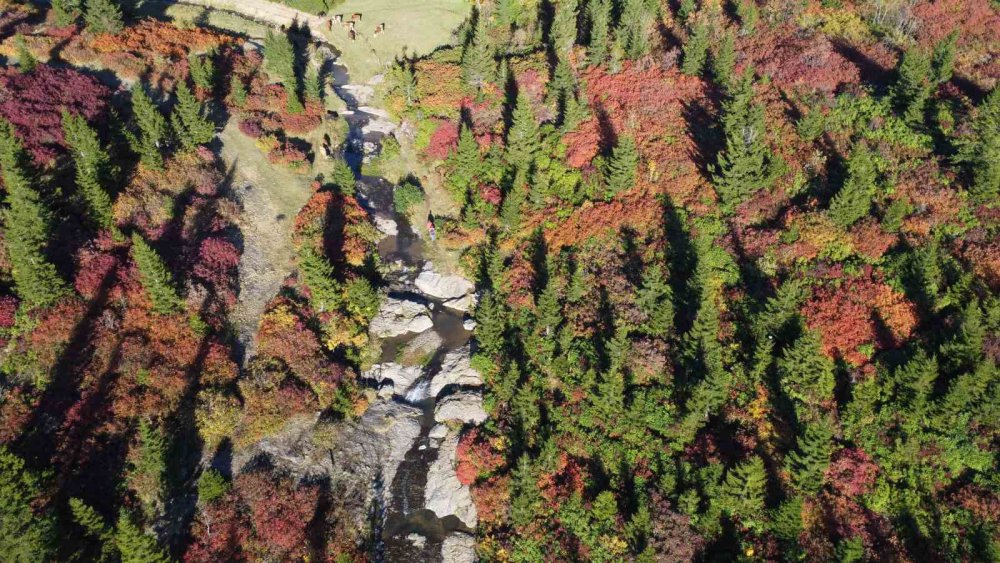 TRABZON'UN ŞALPAZARI İLÇESİ İLE GİRESUN'UN EYNESİL İLÇESİ SAKİNLERİ TARAFINDAN YOĞUN OLARAK KULLANILAN DENİZ SEVİYESİNDEN 2 BİN 182 METRE YÜKSEKTEKİ SİS DAĞI YAYLASI SONBAHARIN TÜM RENKLERİNİ BÜNYESİNDE BARINDIRIYOR