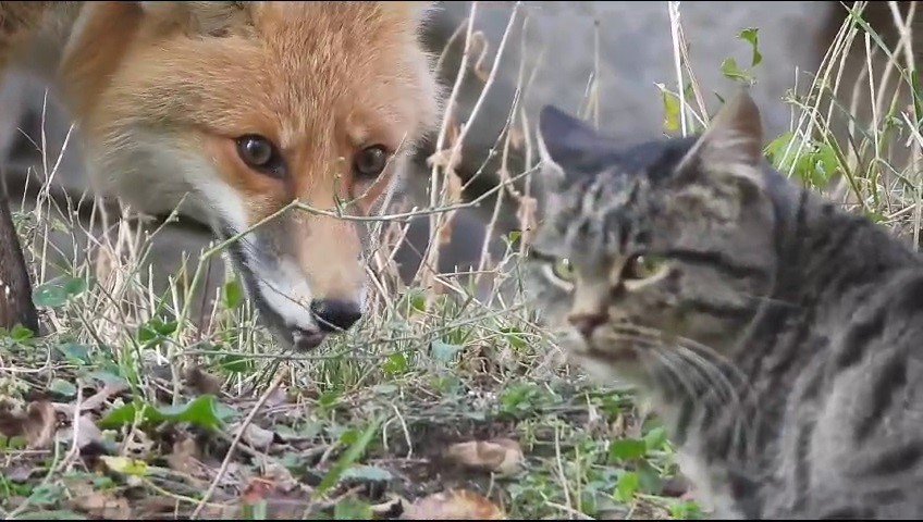 ERZURUM'UN İSPİR İLÇESİ YEDİGÖLLER KÖYÜNE GELEN TİLKİ, KÖYÜN MASKOTU OLDU. AÇ KALAN TİLKİYİ BESLEYEN HAYVANSEVER BÜLENT ERKAN, CEP TELEFONU İLE BELGESELLERİ ARATMAYAN GÖRÜNTÜLERİ KAYDETTİ