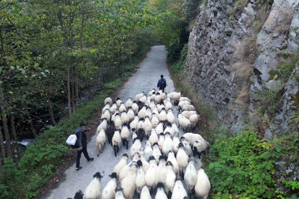 TÜRKİYE'NİN EN FAZLA YAYLAYA SAHİP ŞEHİRLERİNDEN BİRİSİ OLAN GÜMÜŞHANE'DE KIŞ MEVSİMİNİN YAKLAŞMASIYLA BİRLİKTE YÜKSEK RAKIMDAKİ YAYLALARDAN SÜRÜ GÖÇLERİ DEVAM EDİYOR