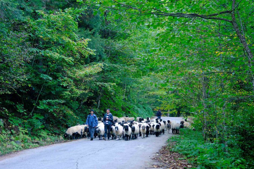 TÜRKİYE'NİN EN FAZLA YAYLAYA SAHİP ŞEHİRLERİNDEN BİRİSİ OLAN GÜMÜŞHANE'DE KIŞ MEVSİMİNİN YAKLAŞMASIYLA BİRLİKTE YÜKSEK RAKIMDAKİ YAYLALARDAN SÜRÜ GÖÇLERİ DEVAM EDİYOR