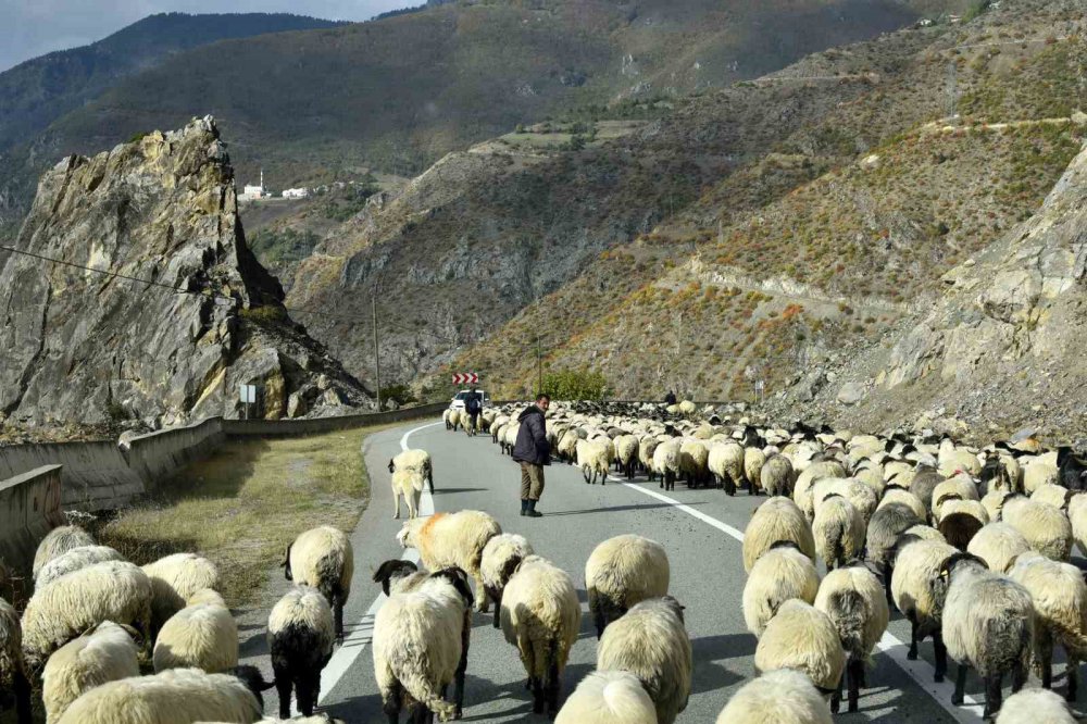 TÜRKİYE'NİN EN FAZLA YAYLAYA SAHİP ŞEHİRLERİNDEN BİRİSİ OLAN GÜMÜŞHANE'DE KIŞ MEVSİMİNİN YAKLAŞMASIYLA BİRLİKTE YÜKSEK RAKIMDAKİ YAYLALARDAN SÜRÜ GÖÇLERİ DEVAM EDİYOR