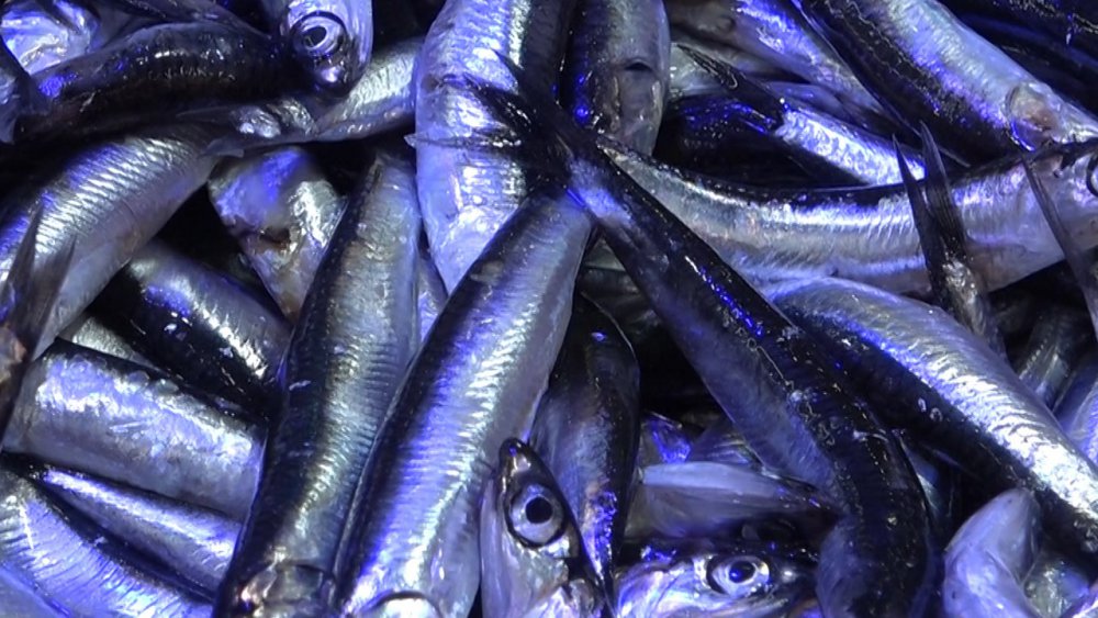 RİZENİN PAZAR İLÇESİNDE BİR BALIKÇI HAMSİDE KAMPANYA YAPTI: 18 KİLOLUK HAMSİ KASASINI 250 TL’DEN SATIŞA ÇIKARDI