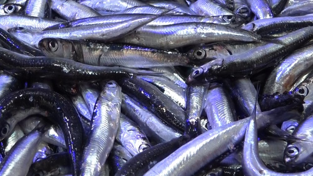 RİZENİN PAZAR İLÇESİNDE BİR BALIKÇI HAMSİDE KAMPANYA YAPTI: 18 KİLOLUK HAMSİ KASASINI 250 TL’DEN SATIŞA ÇIKARDI