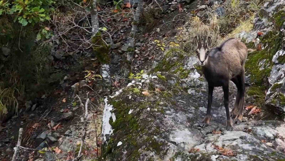 TÜRKİYE'DE EN DÜŞÜK RAKIMDA GÜMÜŞHANE'NİN SIRA DIŞI COĞRAFYASINDA EVLERİNİ KURAN KORUMA ALTINDAKİ ÇENGEL BOYNUZLU DAĞ KEÇİLERİ (ŞAMUA) DRONLA GÖRÜNTÜLENDİ