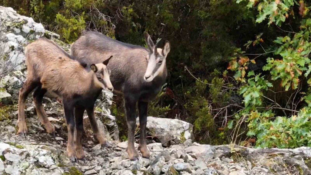 TÜRKİYE'DE EN DÜŞÜK RAKIMDA GÜMÜŞHANE'NİN SIRA DIŞI COĞRAFYASINDA EVLERİNİ KURAN KORUMA ALTINDAKİ ÇENGEL BOYNUZLU DAĞ KEÇİLERİ (ŞAMUA) DRONLA GÖRÜNTÜLENDİ