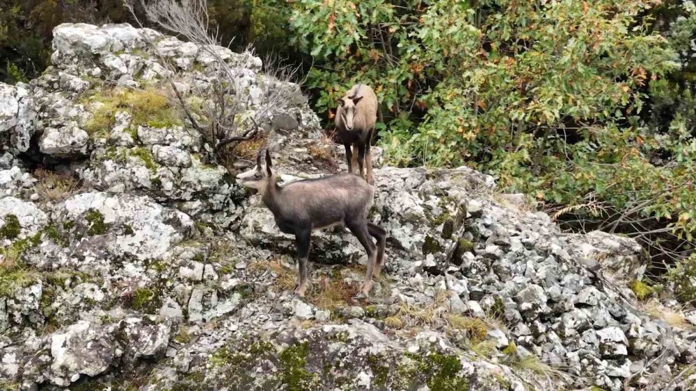 TÜRKİYE'DE EN DÜŞÜK RAKIMDA GÜMÜŞHANE'NİN SIRA DIŞI COĞRAFYASINDA EVLERİNİ KURAN KORUMA ALTINDAKİ ÇENGEL BOYNUZLU DAĞ KEÇİLERİ (ŞAMUA) DRONLA GÖRÜNTÜLENDİ
